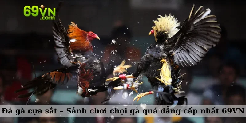 Đá gà cựa sắt – Sảnh chơi chọi gà quá đẳng cấp nhất 69VN
