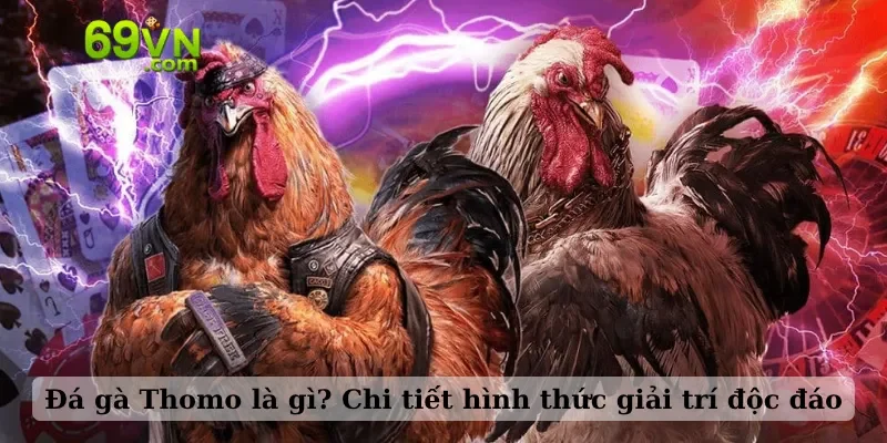 Đá gà Thomo là gì? Chi tiết hình thức giải trí độc đáo